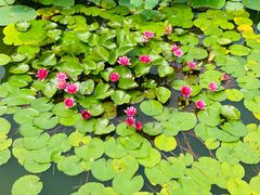 -国家植物园南园