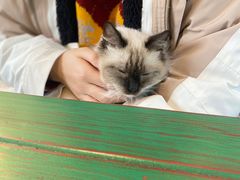 -喵喵咪呀布偶猫咖(春熙路店)