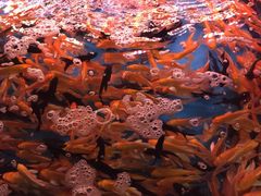 -山东柏宁水族批发广场