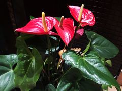 -1492雪茄威士忌俱乐部(明宇金融广场店)