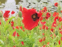 -春花秋色城市公园