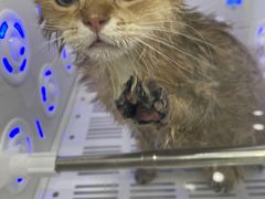 -爱洗澡的猫(天河路店)