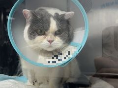 -爱侣宠医·鹦鹉专科·小型哺乳类·异宠专科(灵石路店)