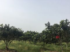 -金卉庄园