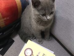 -宠爱国际动物医院· 猫科· 外科·中兽医(长白店)