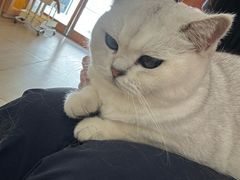 -是阿柴呀！柴犬咖啡·爱喵喵猫咖