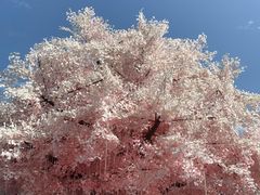 -四川省成都市彭州市白鹿镇