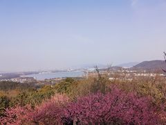 -香雪海