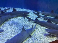 -华夏文旅海洋公园