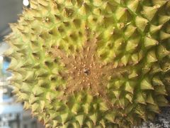 -SS2 榴梿鲜生