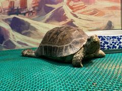 -上海大自然野生昆虫馆(东方明珠·爬宠昆虫探索中心)