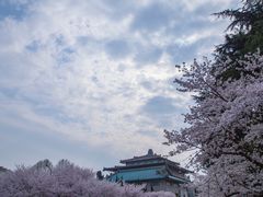 -武汉大学-樱园