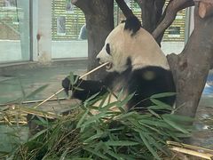 -成都动物园