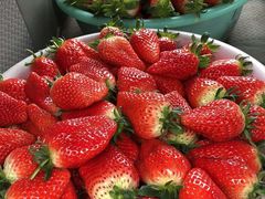 -尚田草莓姑娘白草莓采摘基地