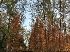 -桤木河湿地公园