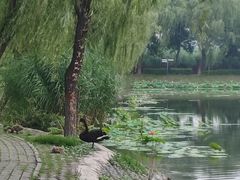 -白洋淀景区