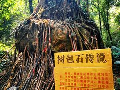 -莫里热带雨林景区