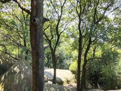 -火炉山森林公园
