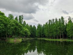 -上海滨江森林公园