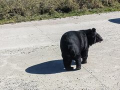 -黑瞎子岛探秘野熊园