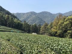 -龙坞茶村