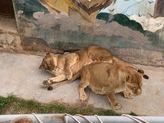 -青藏高原野生动物园