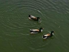 -天津东丽湖风景区