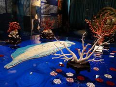 -绮丽珊瑚博物馆(台东店)