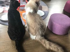 -东方名猫馆·英短金渐层布偶猫舍(环线广场1号楼店)