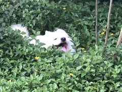 -瑞鹏宠物医院·骨科·猫科·内科(第一中心)