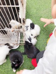 -萌宠亲子动物乐园(槐房万达店)