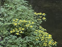 -牛背梁国家森林公园