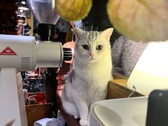 -咖法森林·咖啡  酒吧(天河店)