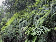 -海南热带雨林国家公园吊罗山景区