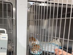 -四月宠物医院·猫专科·心脏专科·内科(转塘店)