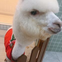 -Moni星球萌宠·小马宝莉·灵蛇·高端高阶全萌宠互动体验俱乐部(红豆国际广场店)