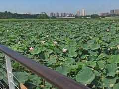 -哈尔滨大剧院