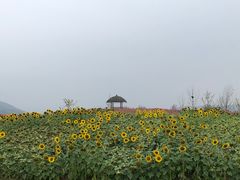 -径山花海