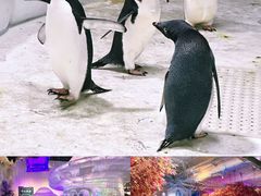 -海合安武汉极地海洋公园