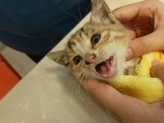 -菲丽丝宠物医院·24小时·猫科中心·免疫点(淮海分院)