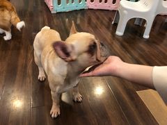 -柯斗斗主题餐厅·狗咖·围炉煮茶·茶饮(国瑞升平里店)