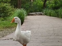 -北京麋鹿生态实验中心