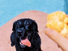 -帕帕拉兹宠物(亚洲旗舰店)