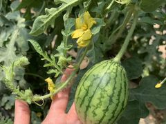 -庞各庄西瓜蔬菜采摘园·锦华瓜园