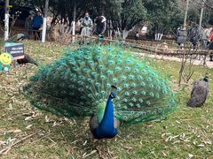 -昆明动物园