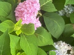 -朝阳公园游乐园