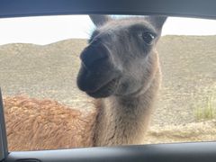 -新疆天山野生动物园