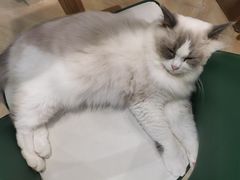 -安格丽娜·狗咖·猫咖羊驼咖(春熙路百盛商场店)
