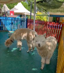 -萌宠亲子动物乐园(槐房万达店)