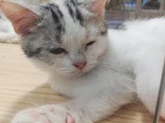 -屋虎猫馆(宝安大仟里店)